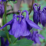 Květina sběrače vody - použití v krajinářském designu letního sídla